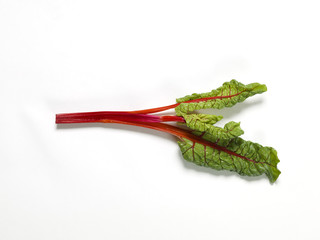 Naklejka premium rhubarb