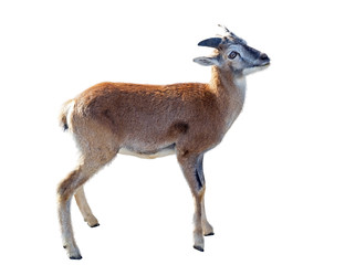 Close up photo of roe