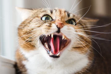 Crédence de cuisine en verre imprimé Chat The cat aggression
