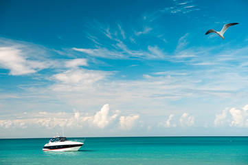 Boat on water and sea gull