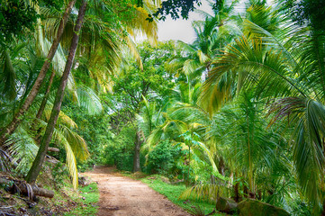 Fototapeta premium Green tropical jungle