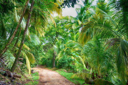 Fototapeta Green tropical jungle
