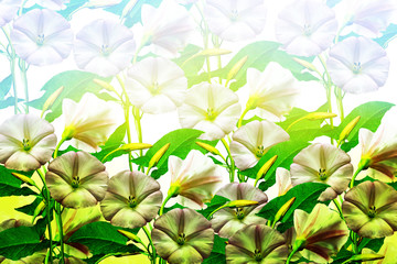 Obraz premium background of wildflowers creepers