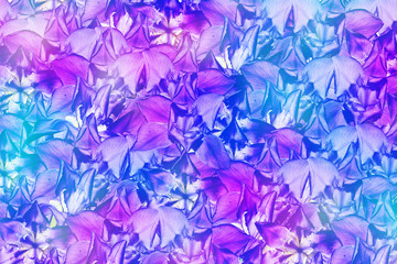 abstract floral background of flowers irises