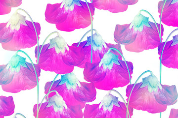 mallow flowers isolated on white background