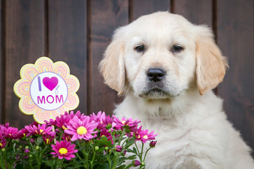 Golden retriever puppy with mums