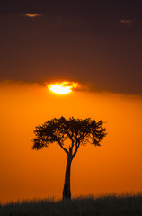 Sunset in the savannah. Africa. Kenya. Tanzania. An excellent illustration.