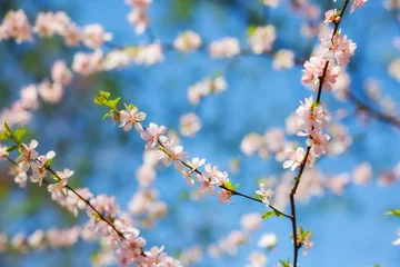 Cercles muraux Fleur de cerisier сакура