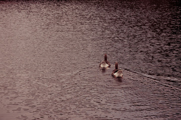Two ducks are swimming in a lake