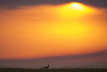 Naklejka na ściany i meble Sunset in the savannah. Africa. Kenya. Tanzania. An excellent illustration.