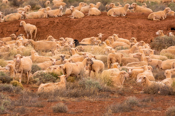 Sheep grazing in northern Arizona.