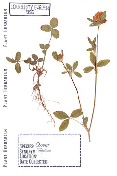 Agricultural plant clover isolated