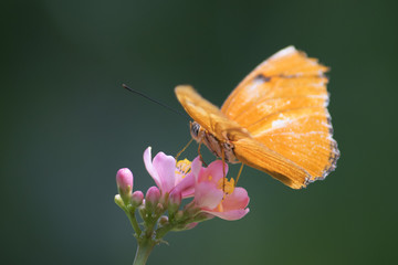 Butterfly 2016-10 / Butterfly captured in sunlight
