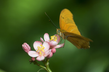 Butterfly 2016-5 / Butterfly enjoying a flower.