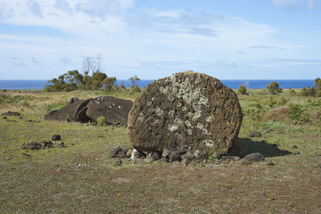 Rano Raraku. Abandoned and partially buried statue on the slopes of the extinct volcano which was...