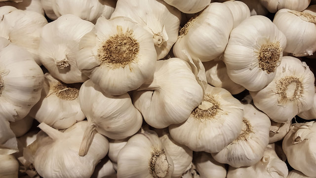 garlic