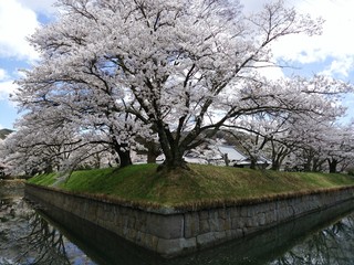 五稜郭の桜