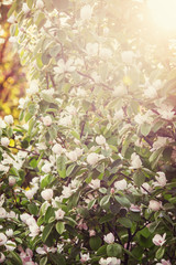 Blossoming apple tree, spring blurred background, toned image, s