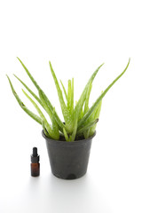 Aloe vera extract