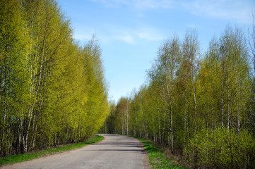 Curve of road along the rows of the spring birch trees