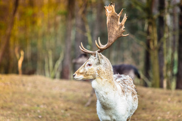 Fallow deer buck in forest