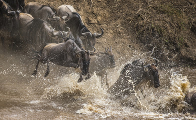 Wildebeests are crossing Mara river. Great Migration. Kenya. Tanzania. Masai Mara National Park. An excellent illustration.