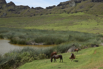 Naklejka na ściany i meble Rano Raraku. Horses grazing around the lake in the crater of the extinct volcano which was the quarry from which the Moai statues of Rapa Nui (Easter Island) were carved.