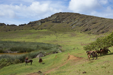 Rano Raraku. Horses grazing around the lake in the crater of the extinct volcano which was the quarry from which the Moai statues of Rapa Nui (Easter Island) were carved.