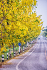 Obraz premium Golden shower(Cassia fistula)