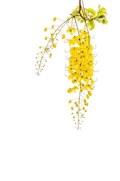 Golden shower(Cassia fistula)