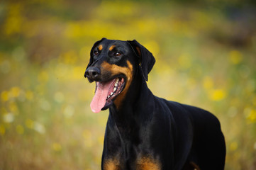 Fototapeta premium Doberman Pinscher dog with cropped ears and red and tan marking lying down playing with a stick