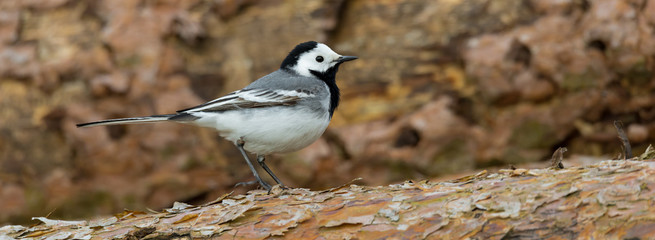 Bachstelze (Motacilla alba) auf einem Stapel Kiefernstämme