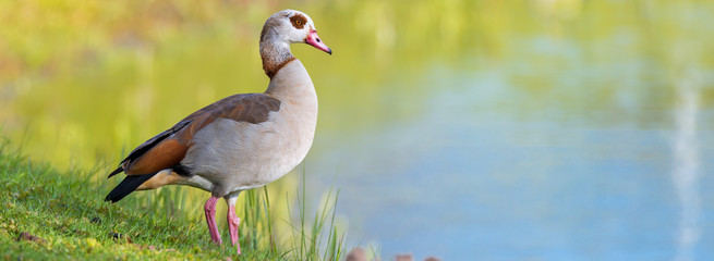 Nilgans (Alopochen aegyptiacus) an einem Teich in der Natur