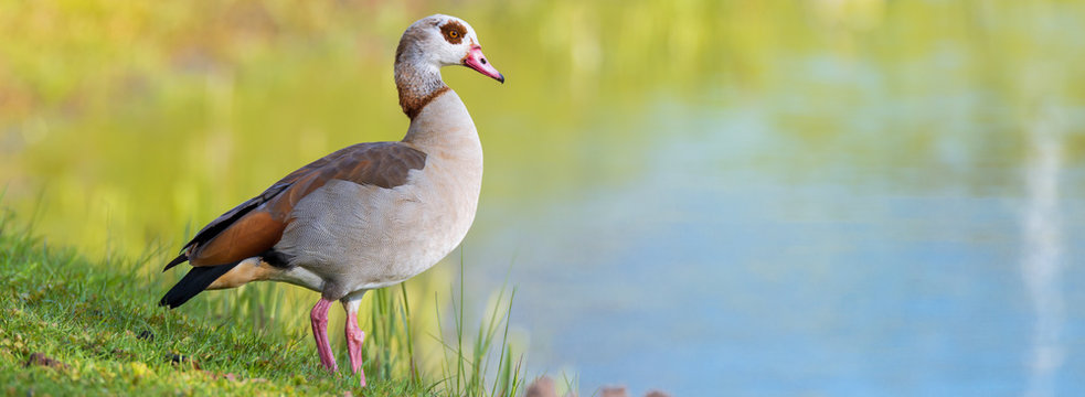 Nilgans (Alopochen aegyptiacus) an einem Teich in der Natur