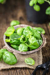 Portion of fresh Basil (close-up shot)