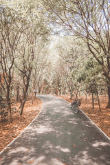 Bicycles in the park