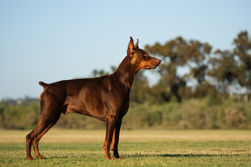 Doberman Pinscher dog with cropped ears and red and tan marking lying down playing with a stick