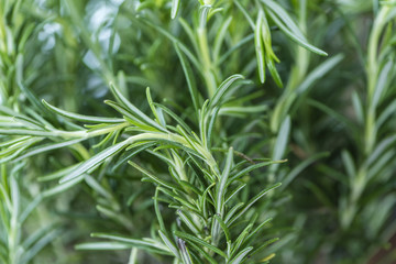 Fresh Rosemary