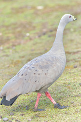 Cape Barren goose is standing on the Kangaroo island
