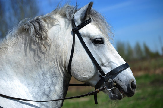 Portrait of white Percheron horse