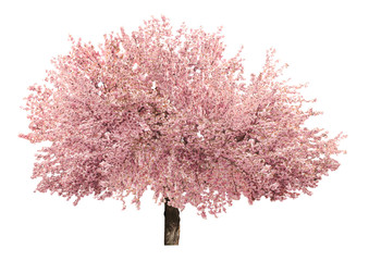 Blossoming pink sacura tree isolated on white