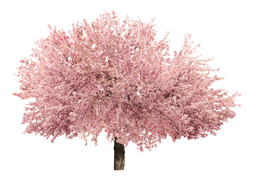 Sakura Tree Images – Browse 714,103 Stock Photos, Vectors, and Video