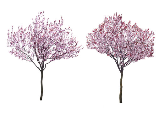 Blossoming pink trees isolated on white