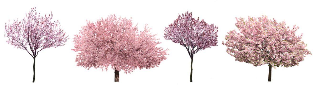 Blossoming pink sacura trees isolated on white