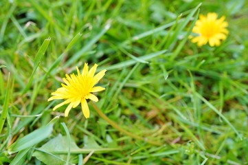 Yellow dandelion flower growing in the grass