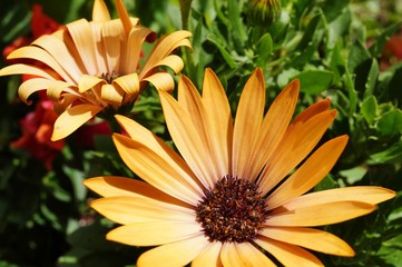 Orange osteospermum flower