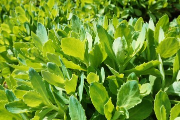 Green sedum rosette leaves emerging in the spring