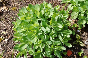 Green sedum rosette leaves emerging in the spring