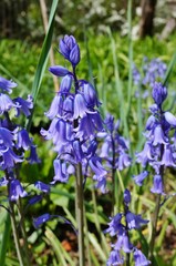Purple blue Spanish bluebell hyacinth flowers