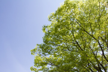 新緑のイメージ